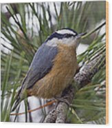 Winter Visitor - Red Breasted Nuthatch Wood Print