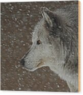 Winter Wolf Wood Print