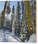 Winter Wonderland Of Badger Pass In Yosemite National Park Wood Print