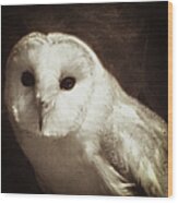 Wisdom Of An Owl Wood Print