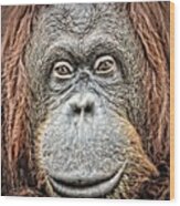 Wise #orangutan#vienna Zoo#eyes#wise Wood Print