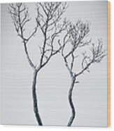 Wishbone Tree Wood Print