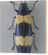 Wood-boring Beetle Wood Print