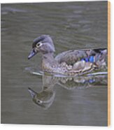 Wood Duck - Female Wood Print