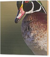 Wood Duck Portrait Wood Print