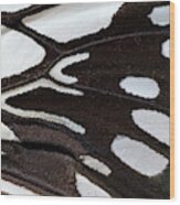 Wood Nymph Butterfly Wing Markings Wood Print