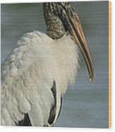 Wood Stork In Oil Wood Print
