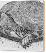 Wood Turtle Wood Print