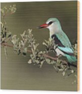 Woodland Kingfisher Kruger Np South Wood Print