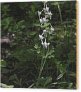 Woodland Larkspur Wood Print