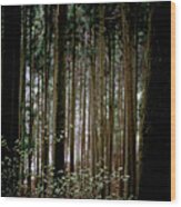 Woods Of The Kitayama Japan Cedar Wood Print