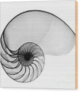 X-ray Of Nautilus Wood Print