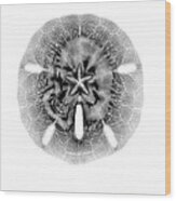 X-ray Of Sand Dollar Wood Print