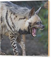 Yawning Striped Hyena Wood Print