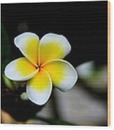 Yellow And  White Frangipani Flower Wood Print