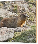 Yellow Bellied Marmot In Rocky Mountain National Park Wood Print