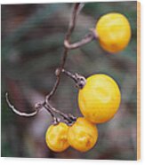 Yellow Berries From The Early Winter Prairie Series Wood Print
