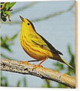 Yellow Bird Wood Print