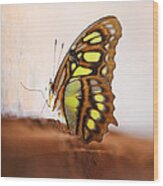 Yellow Butterfly Wood Print
