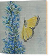 Yellow Cabbage Butterfly Wood Print