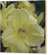 Yellow Day Lily Wood Print