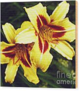 Yellow Daylilies Wood Print