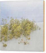 Yellow Desert Flower At White Sands Wood Print