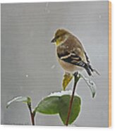 Goldfinch #2 Wood Print