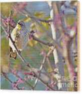 Yellow Finch In The Tree Wood Print