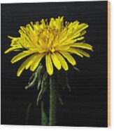 Yellow Flower Wood Print