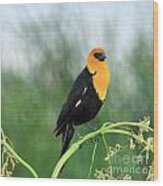 Yellow Headed Blackbird Wood Print