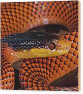 Yellow-headed Calico Snake Yasuni Wood Print