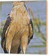 Yellow Headed Caracara Wood Print