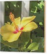 Yellow Hibiscus And White Fence Wood Print