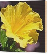Yellow Hibiscus Open To The Sun Wood Print
