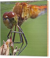 Yellow-legged Meadowhawk Dragonfly Wood Print