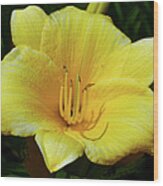 Yellow Lily 2 Wood Print