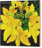 Yellow Lily Cluster From My Summer Wood Print