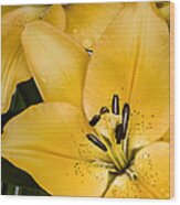 Yellow Lily Wood Print