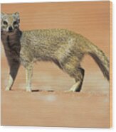 Yellow Mongoose In Kalahari Desert Wood Print