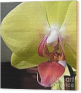 Yellow Phalaenopsis Orchid Wood Print