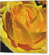 Yellow Rose Wood Print