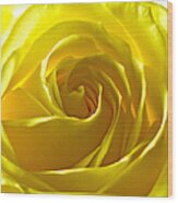 Yellow Rose Wood Print