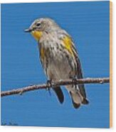 Yellow-rumped Warbler Wood Print