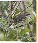 Yellow-rumped Warbler Wood Print