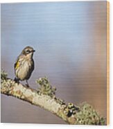 Yellow-rumped Warbler - Setophaga Coronata Wood Print