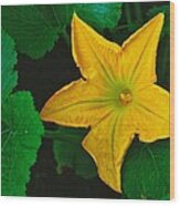 Yellow Squash Bloom Wood Print