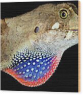 Yellow-tongued Anole Displaying Dewlap Wood Print