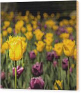 Yellow Tulip Wood Print