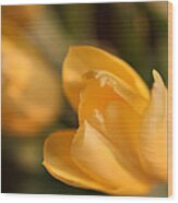 Yellow Tulip Wood Print